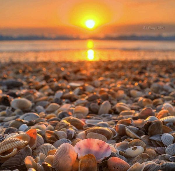 Sunrise at the beach with sea shells